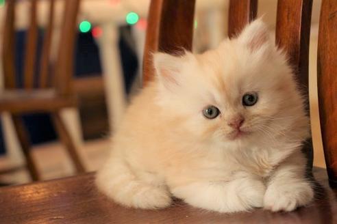 成約済の大阪府のセルカークレックス-8720